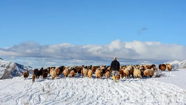 Maxi Gezi Karadeniz Turu