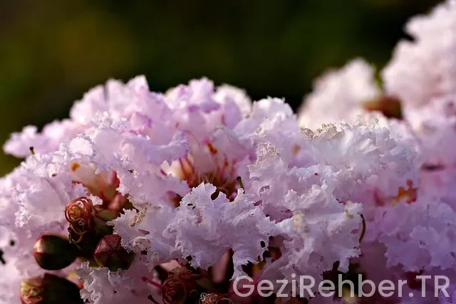 Mersin Gezi Tur Acentaları​