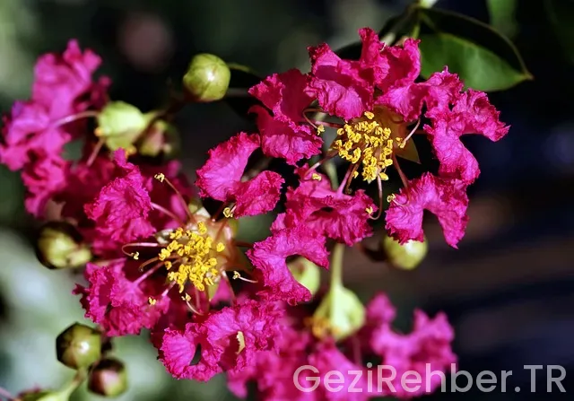 Mersin Gezi Tur Acentaları​