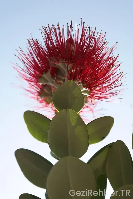 Mersin Gezi Tur Acentaları​