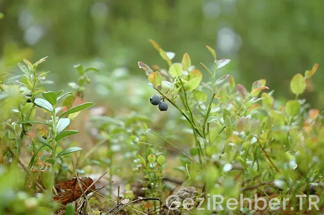 Mersin Gezi Tur Acentaları​