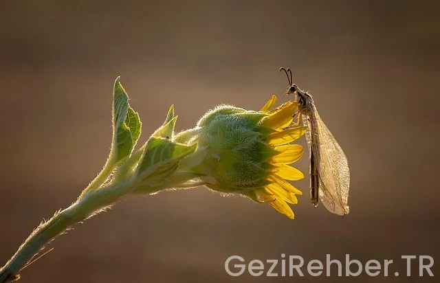 Mersin Gezi Turları Mersin Gezi Turları