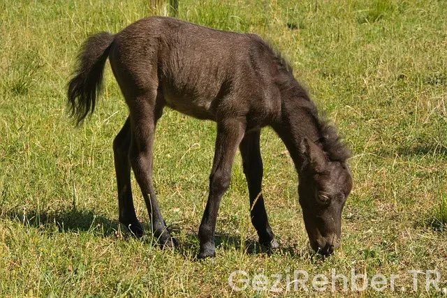 Midilli gezi notları
