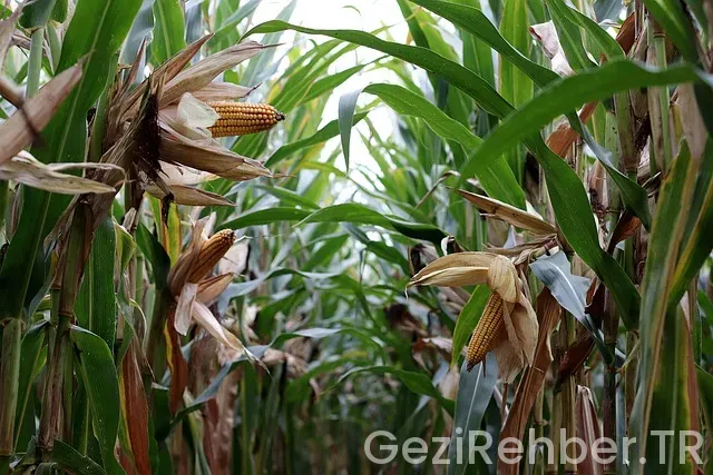 Mısır Gezi Maliyeti