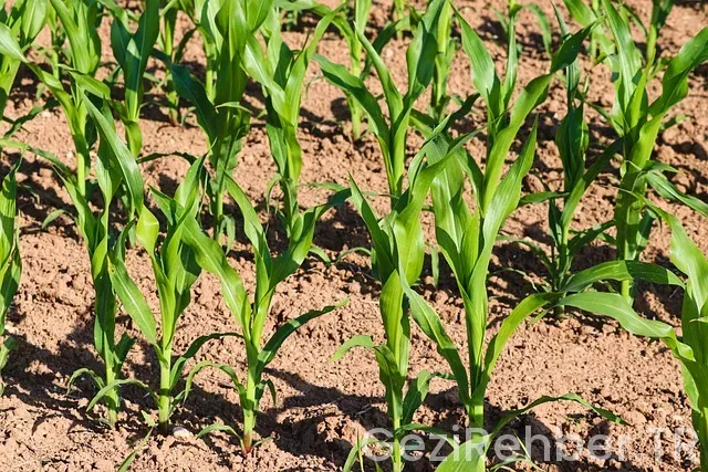 Mısır Gezi Maliyeti