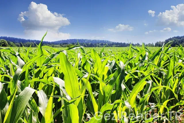 Mısır Gezi Turu Mısır Gezi Turu