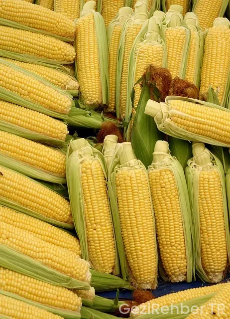 Mısır Gezi Turu Mısır Gezi Turu