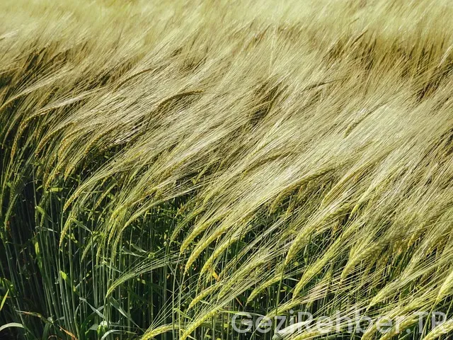 Mısır Gezi Turu Mısır Gezi Turu