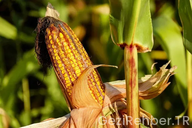 Mısır Gezi Turu Mısır Gezi Turu