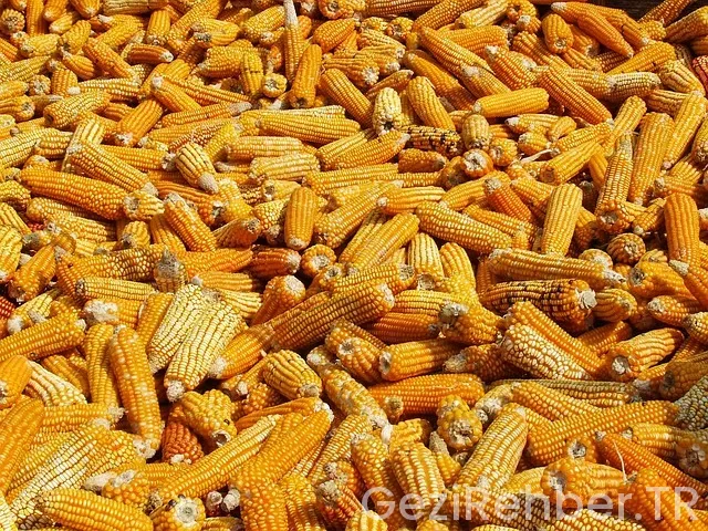 Nepal seyahat rehberi