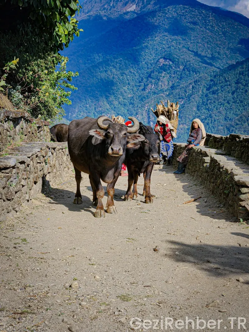 Nepal travel guide