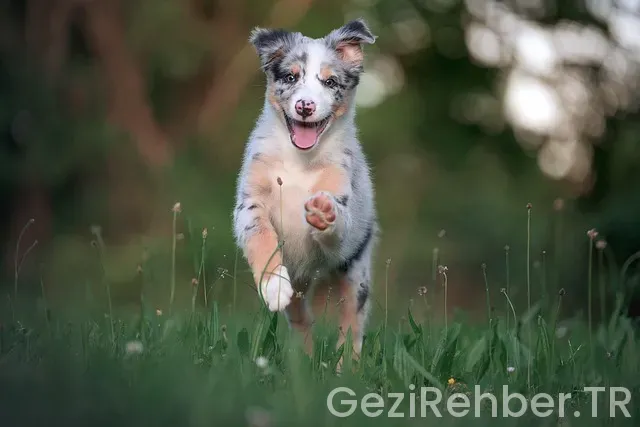 Newcastle Avustralya Gezi