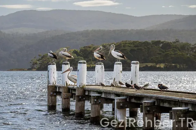 Newcastle Avustralya Gezi