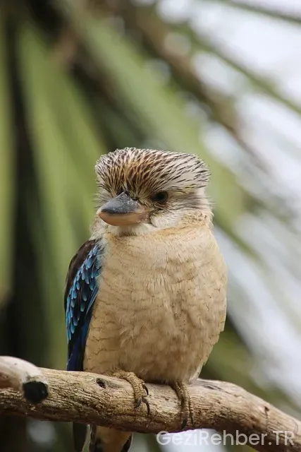 Newcastle Avustralya Gezi