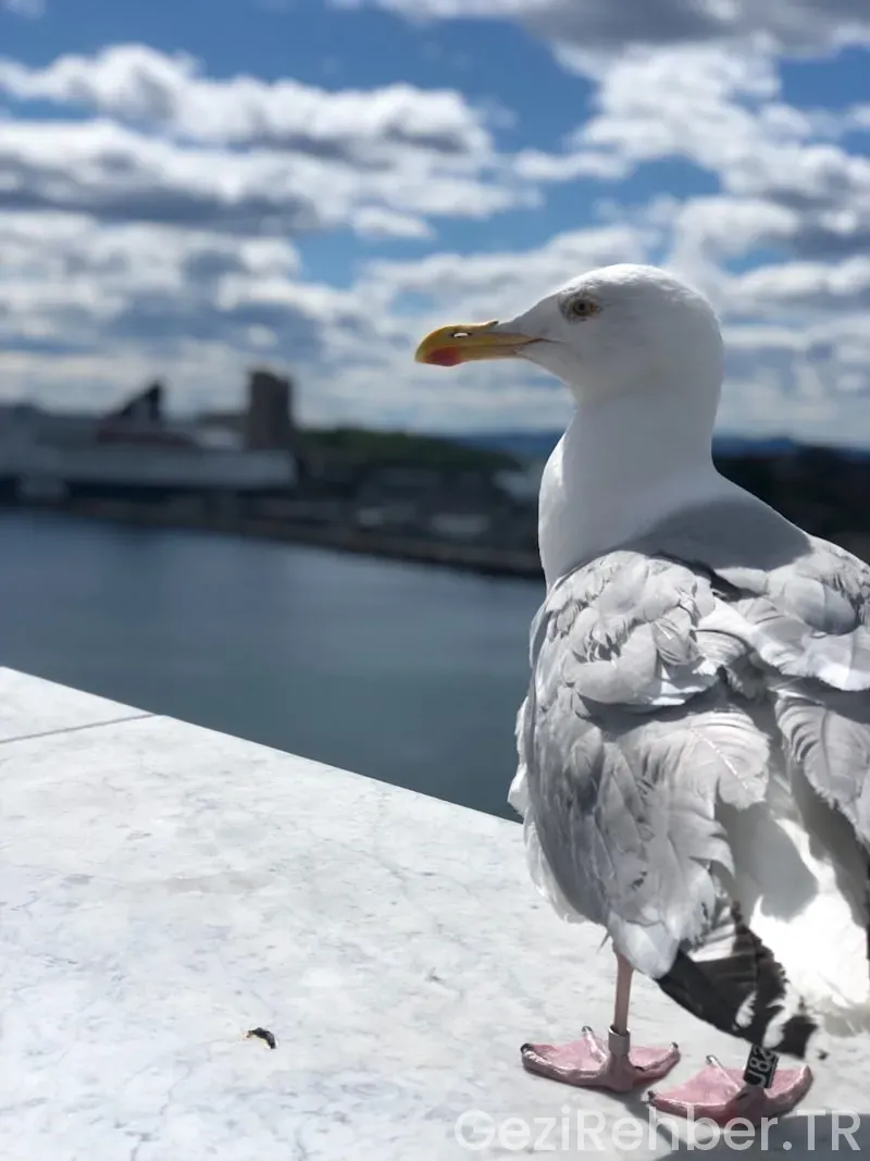 Norveç Gezi Rehberi