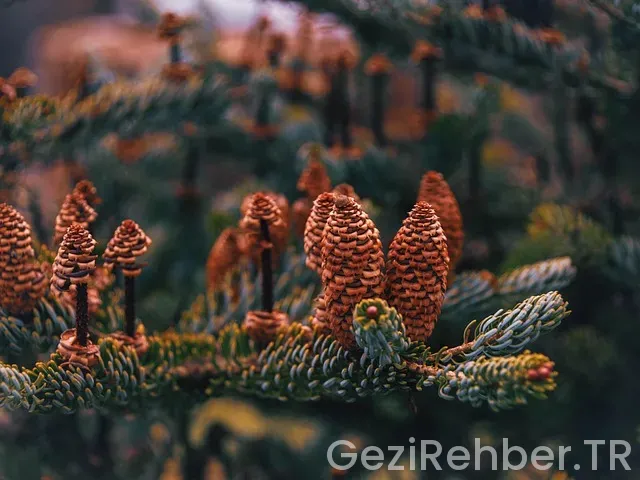 Okyanus kıtasının ülkeleri