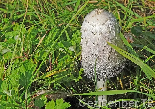 Okyanus ve kıtaları gösteren harita