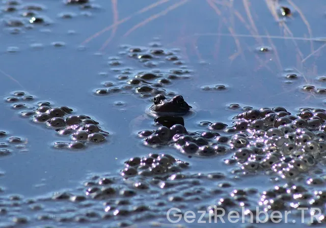 Okyanus ve kıtaları gösteren harita