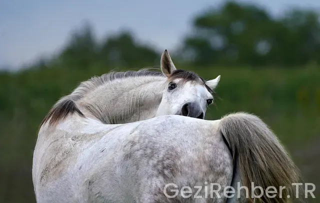 Okyanusun keşfedilen yerleri