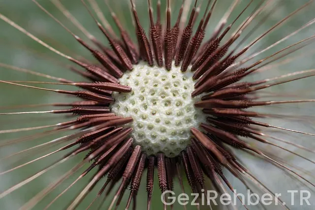 Okyanusya kıtası neresi