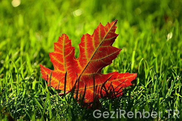 Okyanusya kıtası özellikleri