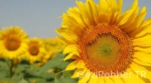 Olimpos Gezi Turu ve Bilinmeyenler