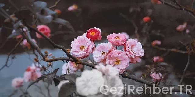 Ordu da karavan kamp yerleri Ordu da karavan kamp yerleri