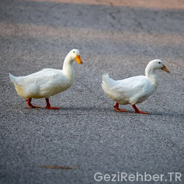 Pekin Gezi Rehberi​