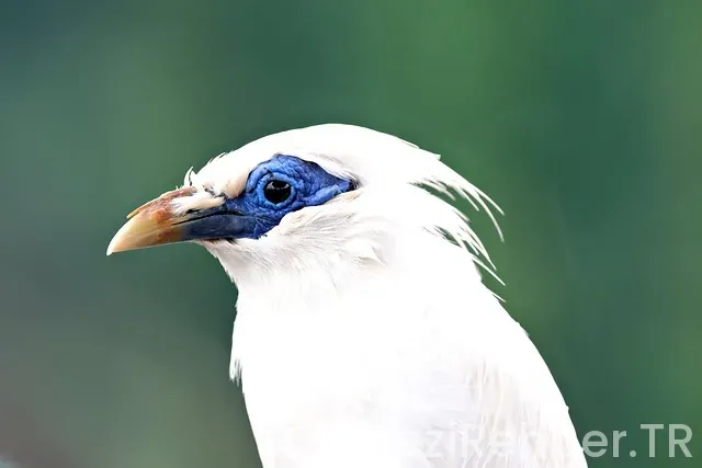 Ramazan Bayramı Bali Adası Singapur Turu Ramazan Bayramı Bali Adası Singapur Turu