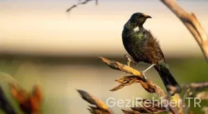 Reiseführer Neuseeland