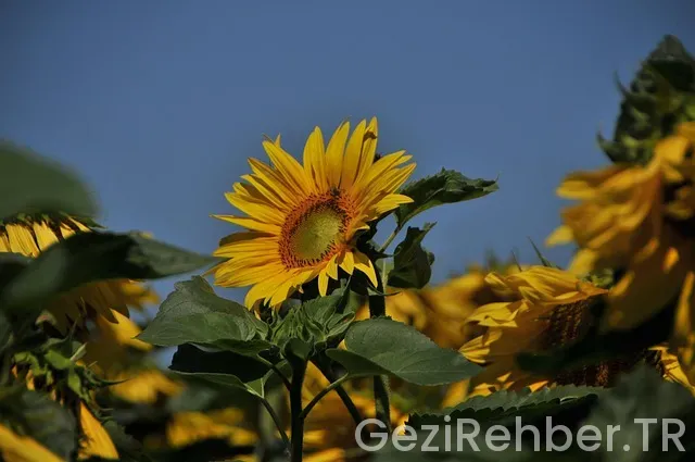 Reiseführer Venetien