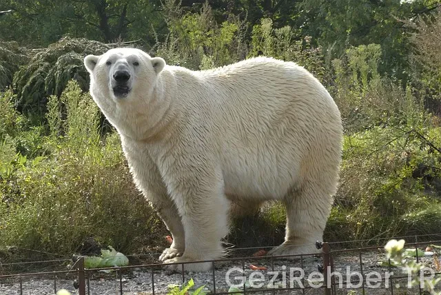 Rotterdam Gezi Rehberi