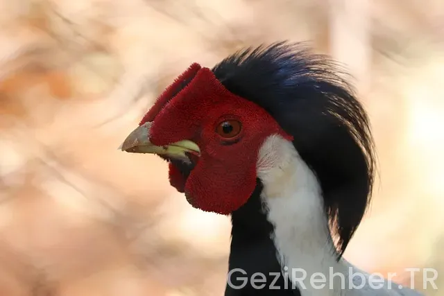 Sakarya Gezi Rehberi