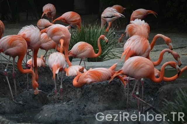 San diego da nerede kalınır