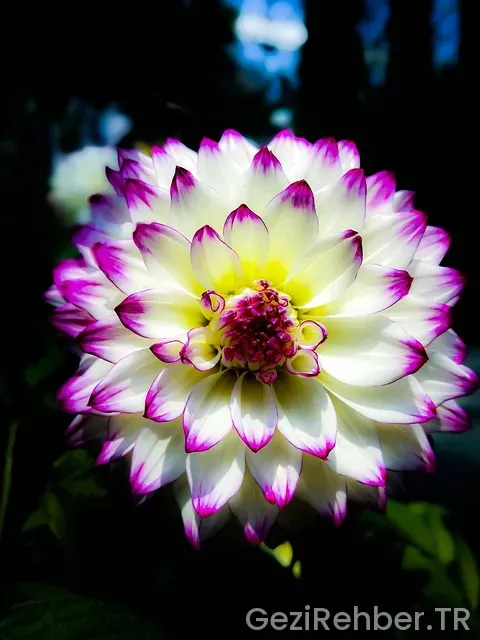 Singapur Gezi Rehberi