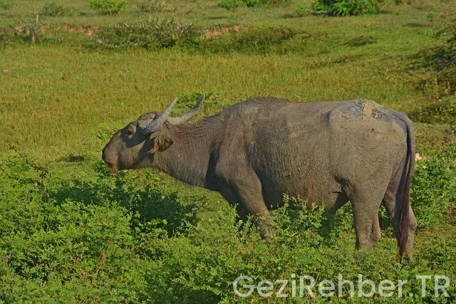 Sri lanka uçakla kaç saat