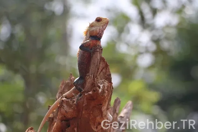 Sri lanka uçakla kaç saat