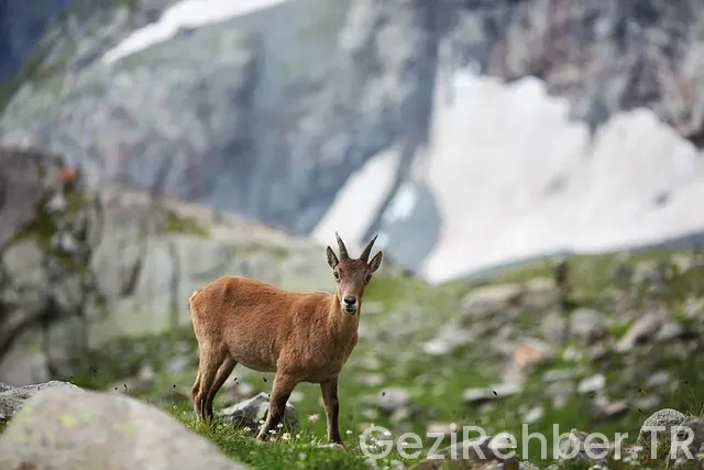 Tabya Tur Gezi Programları