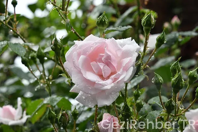 Tokyo uçakla kaç saat