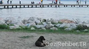 Trabzon deniz kenarı kamp yerleri
