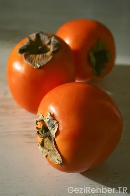 Trabzon Gezi Rotası