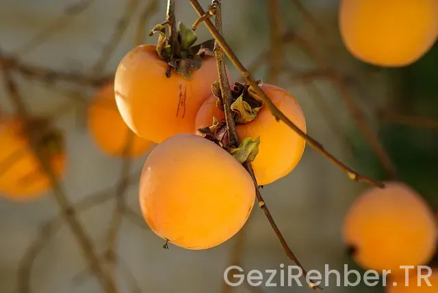 Trabzon Günlük Gezi Turları​