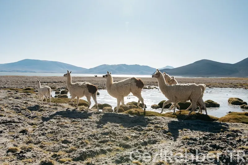 Tur gezileri yurtiçi