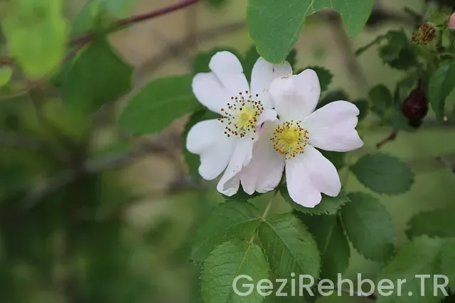 TUREBİN DOĞU ANADOLU UYGULAMA GEZİ ROTASI