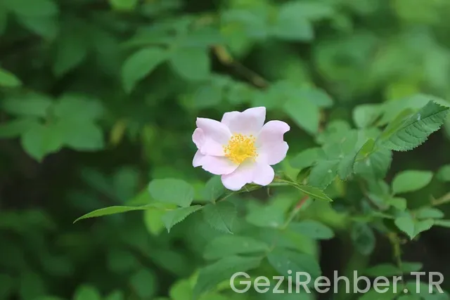 TUREBİN DOĞU ANADOLU UYGULAMA GEZİ ROTASI