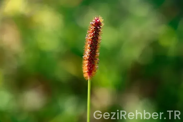Türkiye japonya uçakla kaç saat
