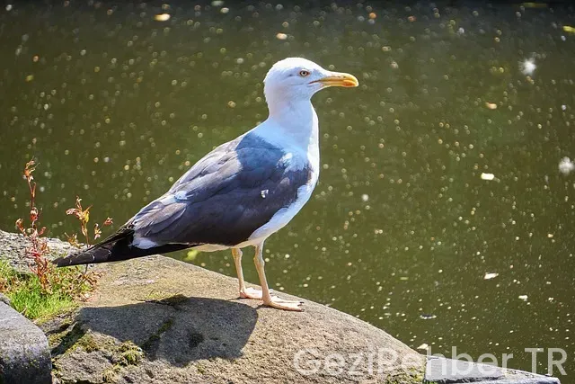 Türkiye'de Her Şey Dahil Otel Konaklamaları