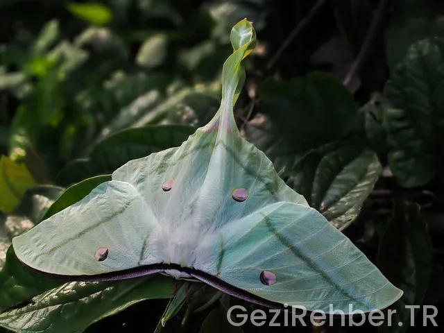 Türlerine Göre Amerika Vizesi Geçerlilik Süreleri 2025