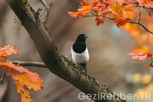 Uçak Takip Programları Uçak Takip Programları