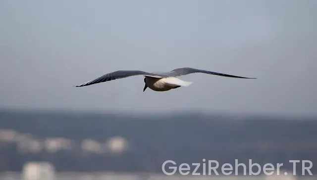 Uçakla en uzun yolculuk kaç saat